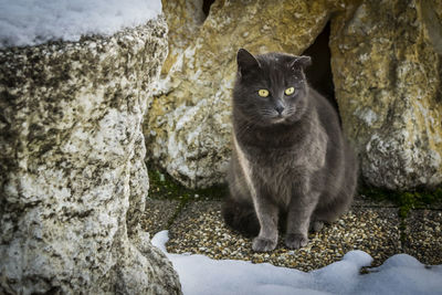 Portrait of cat on rock