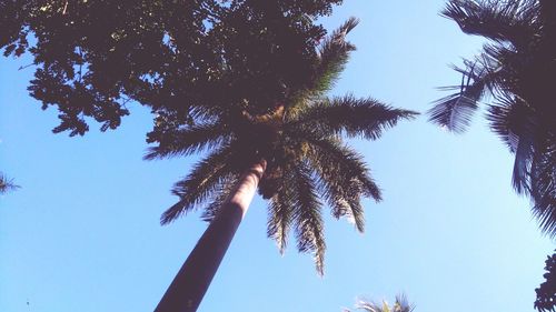 Low angle view of palm trees against clear blue sky