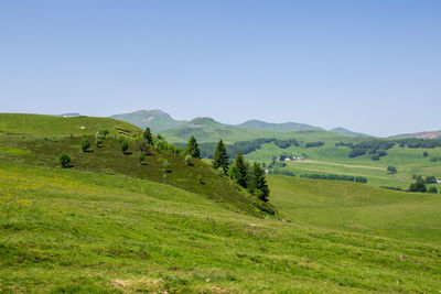 Scenic view of field against clear sky