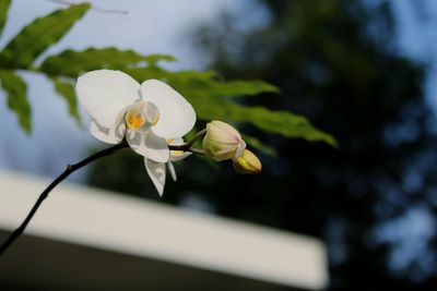 Close-up of white flowering plant