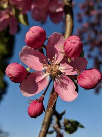 Close-up of pink cherry blossoms