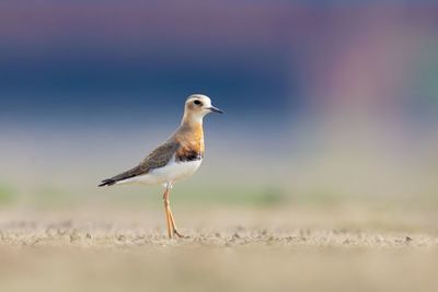 Seagull perching on a land