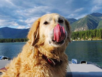 Close-up of dog in lake against mountains