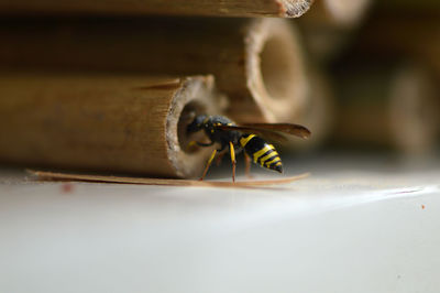 Close-up of bee