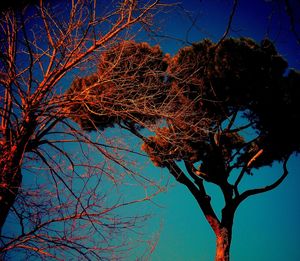 Low angle view of bare trees against blue sky