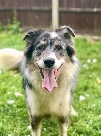 Portrait of dog on field