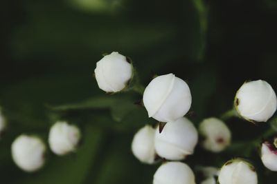 Close-up of white flowers blooming outdoors