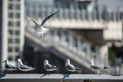 Seagulls flying