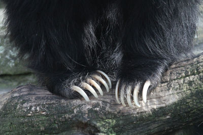 Cropped image of bear claw on wood