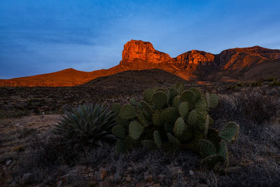 Cactus growing on rock in desert against sky in guadalupe mountain national park - texas