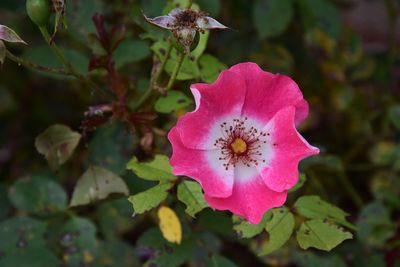 Close-up of pink flower