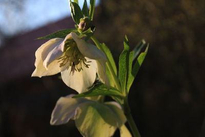 Close-up of white flowering plant