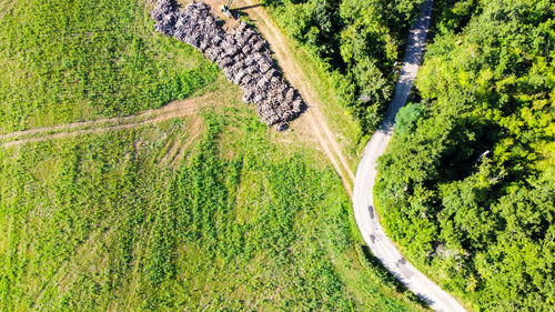 High angle view of road amidst trees on field