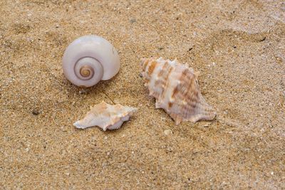High angle view of seashells on beach