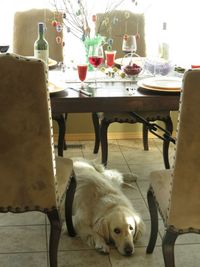 Dog on table