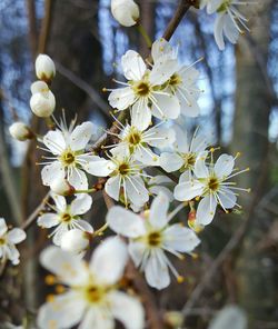 Close-up of white flowers