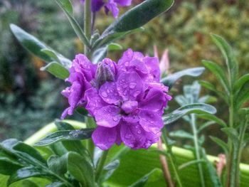 Close-up of purple flowers blooming outdoors