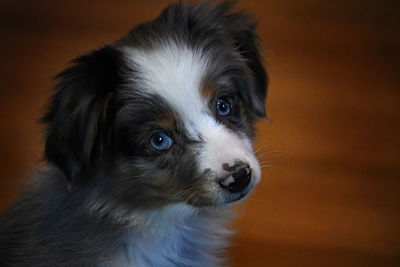 Close-up portrait of mini australian shepard puppy