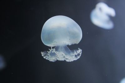 Close-up of jellyfish in sea