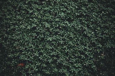 Full frame shot of fresh green grass