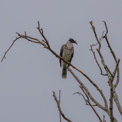 Low angle view of bird perching on bare tree against sky