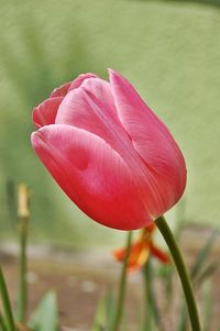 Close-up of pink flowers