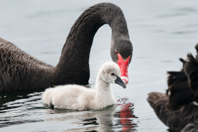 Cygnet and mother black swan swimming in the lake pupuke, takapuna, auckland. 