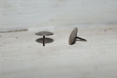 Close-up of mushroom growing on table