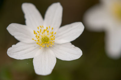 Close-up of white flowering plant