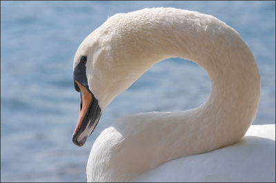 Close-up of swan