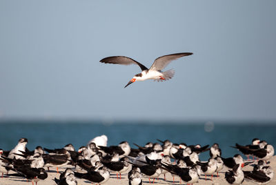 Flock of black skimmer terns rynchops niger on the beach at clam pass in naples, florida