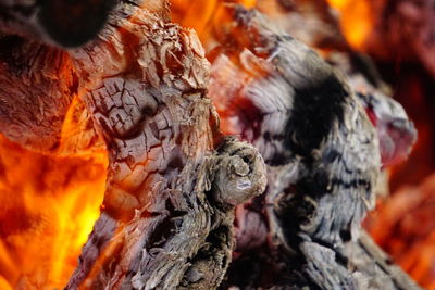 Close-up of iguana on wood