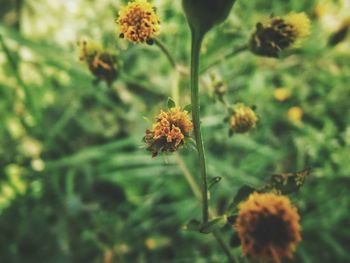 Close-up of yellow flowering plant