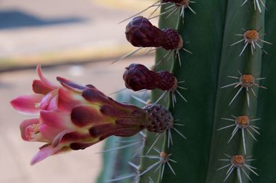 Close-up of wilted cactus plant