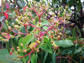 Close-up of fruits growing on tree