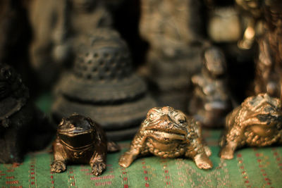 Close-up of a turtle