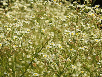 Close-up of flowering plants against trees