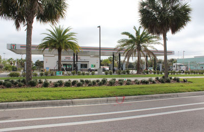 Road by palm trees against sky in city