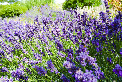 Close-up of purple flowering plants on field