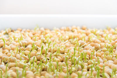 Close-up of plants growing in sea