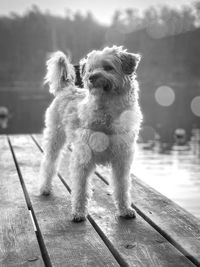 Dog standing on wood