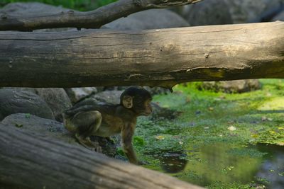 Monkeys on a tree