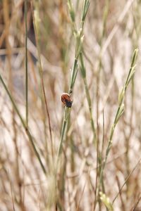 Close-up of ladybug on grass