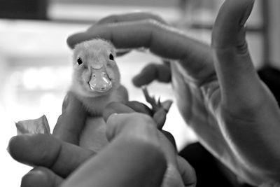 Close-up of baby holding hand