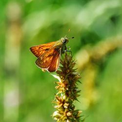 Close-up of butterfly perching on plant