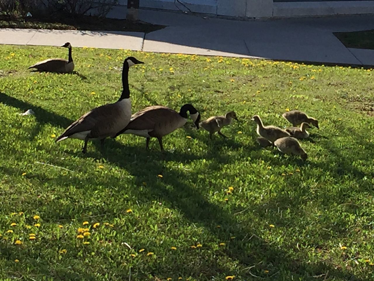 Young geese