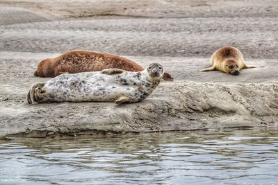 Seal looking at the camera on the beach