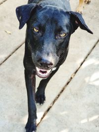 Close-up of black dog