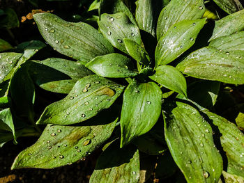 Close-up of wet plant leaves during rainy season