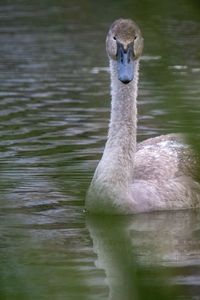 Swan swimming in lake